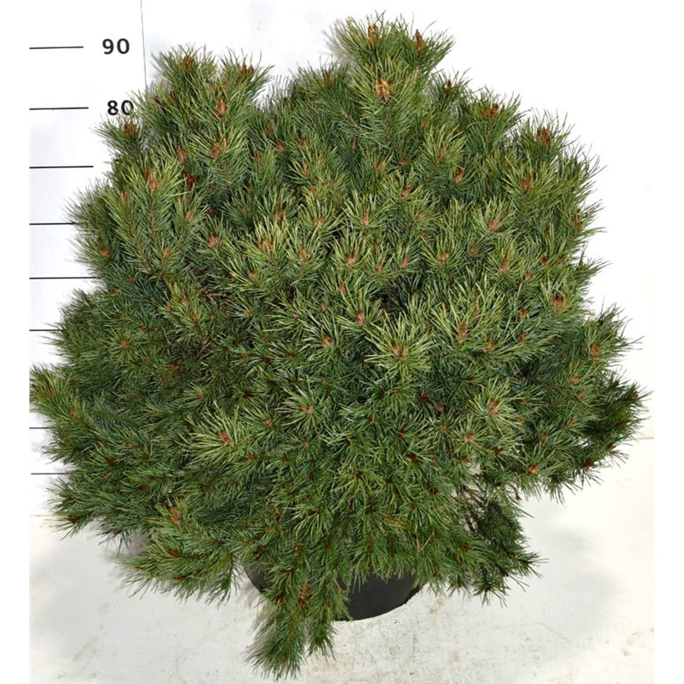 Tall – Pinus sylvestris 'Martham' - C45 60-80 cm.